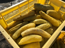 �������̃}�c���g